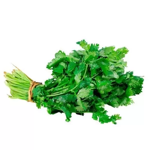 Cilantro manojo